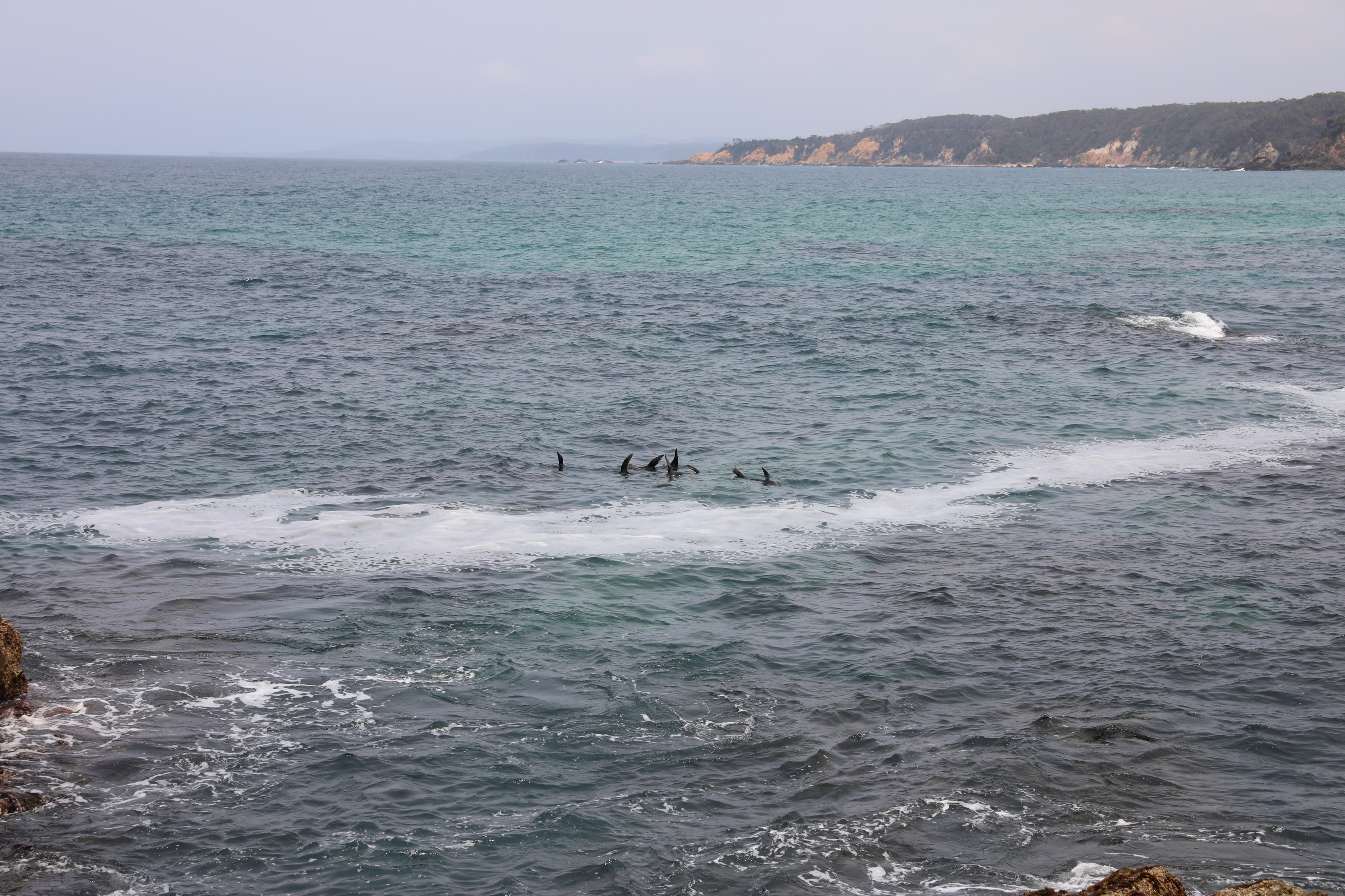 Seals beim The Blue Pool
